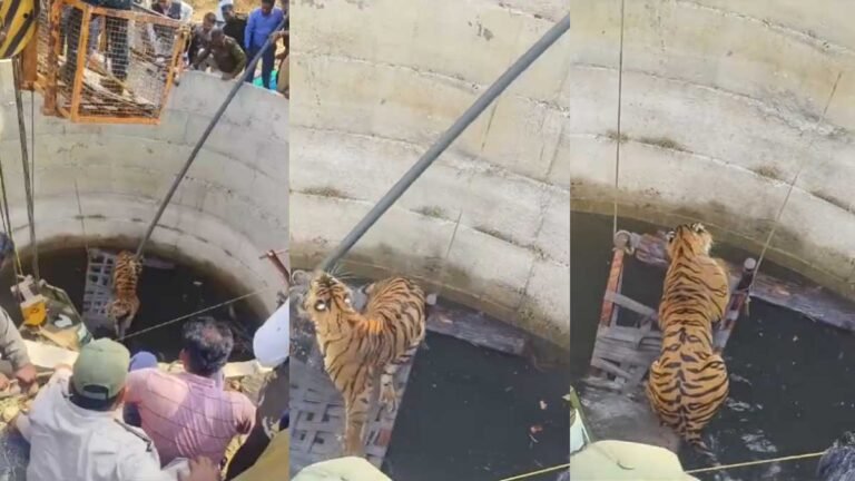 सिवनी: सूअर का शिकार करते समय कुएं में गिरा बाघ, वन विभाग ने किया सफल रेस्क्यू; VIDEO VIRAL