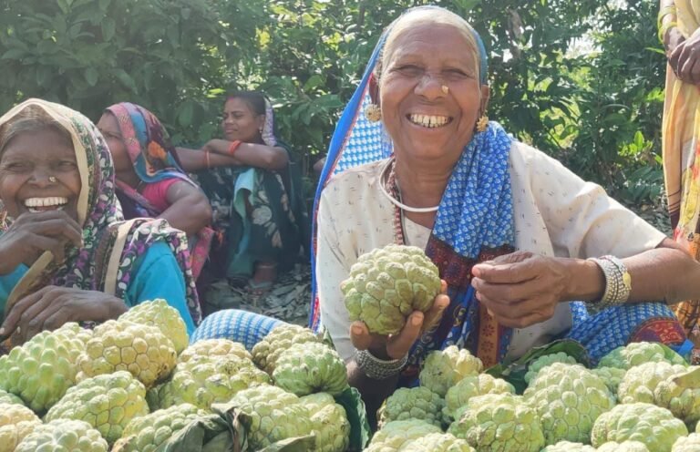 सिवनी के जम्बो सीताफल को मिलेगा GI टैग