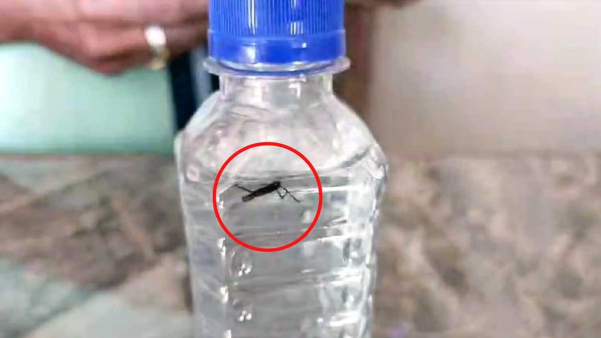 Mosquito In Jabalpur Water Bottol