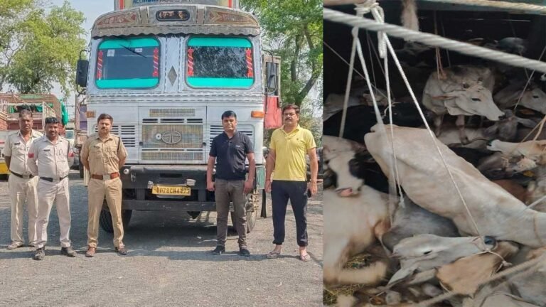 सिवनी: बंडोल थाना पुलिस की बड़ी कार्रवाई, ट्रक से 37 अवैध गौवंश किए गए मुक्त