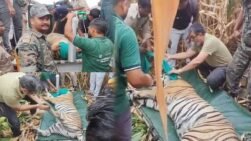 सिवनी: खेतों में घूम रहे घायल नर बाघ का सफल रेस्क्यू, वन विहार भोपाल भेजा गया