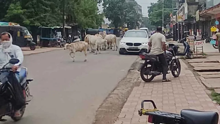 SEONI: बारापत्थर क्षेत्र में आवारा पशुओं का आतंक, वीआईपी जोन में जनजीवन प्रभावित
