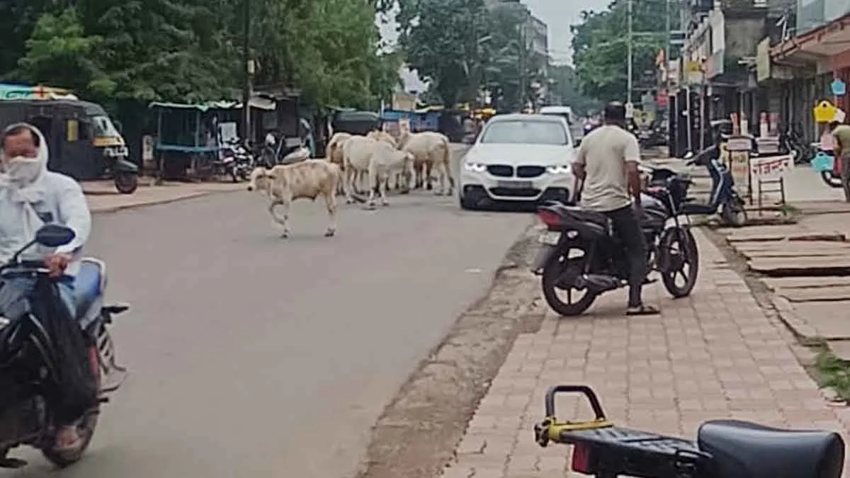 SEONI: बारापत्थर क्षेत्र में आवारा पशुओं का आतंक, वीआईपी जोन में जनजीवन प्रभावित