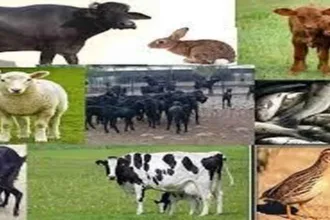 Important news for livestock farmers: Appeal to be cautious about anthrax disease in animals