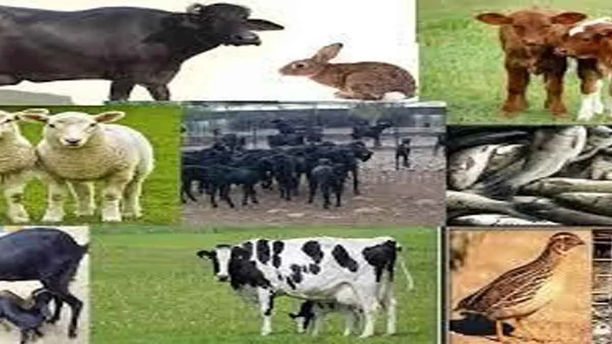 Important news for livestock farmers: Appeal to be cautious about anthrax disease in animals