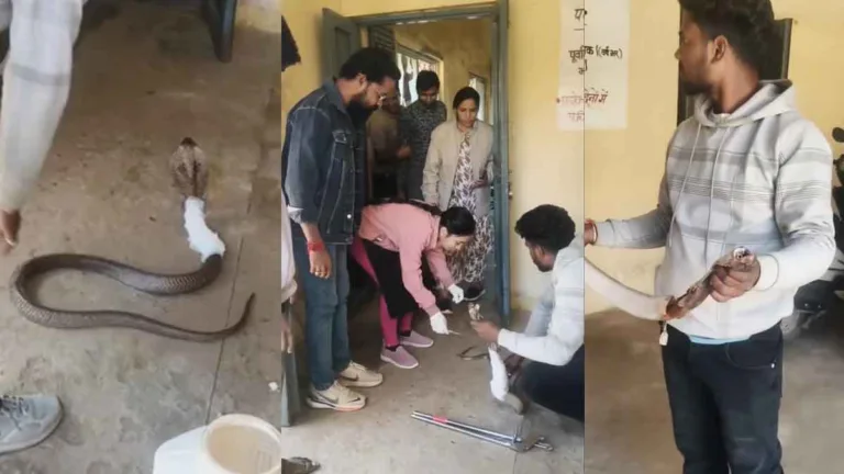 घायल नाग को बचाने की मिसाल: सिवनी के सर्पमित्र मुकेश नांदने ने दिखाई मानवीयता, बजरंग दल कार्यकर्ताओं ने निभाई सेवा की भावना