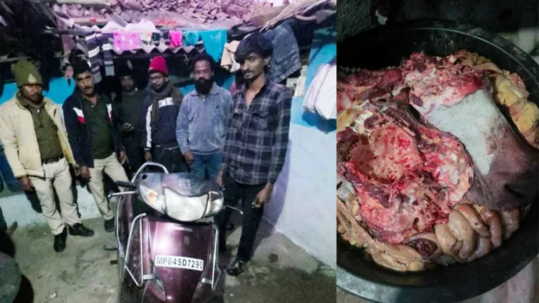 सिवनी: बरघाट में घर के अंदर चल रहा था गोमांस का काला कारोबार! बजरंग दल की सतर्कता से 150 किलो मांस के साथ वशी खान गिरफ्तार