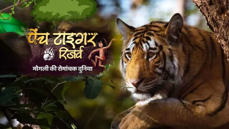मोगली की असली दुनिया में कदम! पेंच टाइगर रिजर्व में गूंजती बाघ की दहाड़, हर मोड़ पर रोमांच का नया एहसास