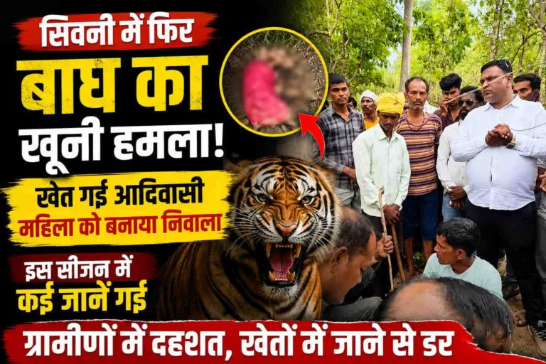 Seoni Tiger Attack: खेत गई आदिवासी महिला को बाघ ने बनाया निवाला, दहशत में ग्रामीण