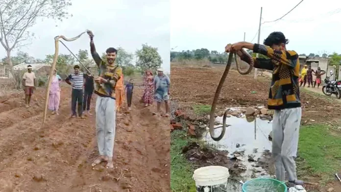 ghansaur-khairi-snake-rescue-ballu-namdev-seoni घंसौर के खैरी गांव में घर के अंदर निकले करीब 10 फीट लंबे जहरीले सांप का सर्प मित्र द्वारा रेस्क्यू करते हुए दृश्य।