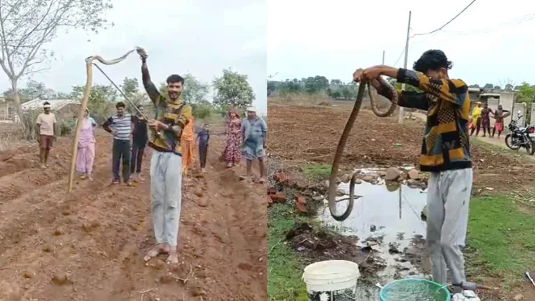 Seoni News: बारिश के साथ बढ़ा सांपों का खतरा, घर में घुसा 10 फीट लंबा जहरीला सांप