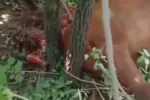 सिवनी के पंडरवानी में फार्म हाउस के पास मृत मिले घोड़े और टाइगर की आशंका से जुड़ा दृश्य।