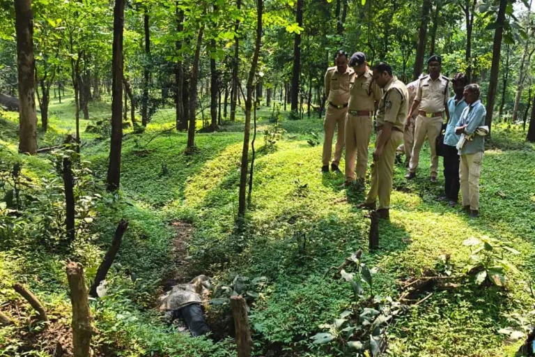 सिवनी: कुरई में अंधे कत्ल का खुलासा: 13 लाख की जमीन बिक्री के पैसों को लेकर विवाद, 75 वर्षीय वृद्ध की हत्या; आरोपी गिरफ्तार